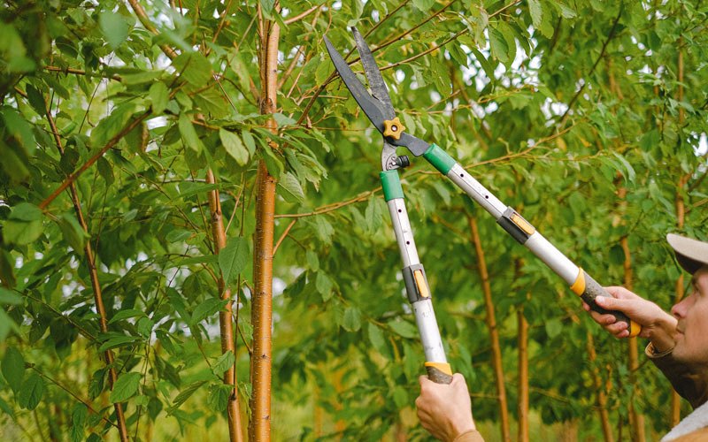 Tree trimming in Colton, WA